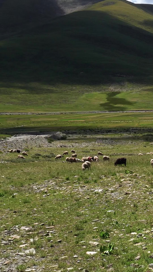 藏区农场放牧羊群24秒视频