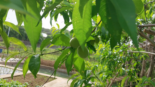 风景   植物  春天   视频