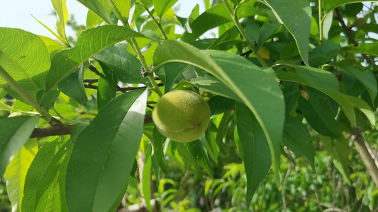 风景   植物  春天   视频