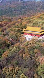 航拍南京钟山风景区明孝陵景区秋天景色视频