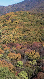 航拍南京钟山风景区明孝陵景区秋天景色视频