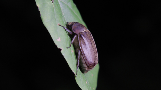 野生昆虫甲虫合集视频