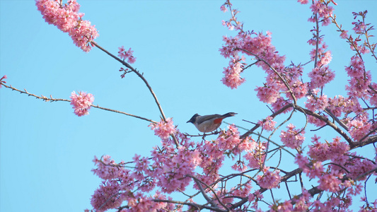 4K樱花中觅食的小鸟视频
