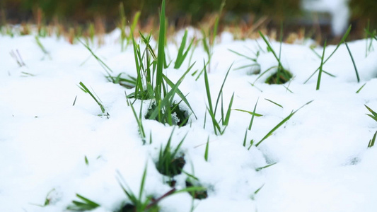 冬天唯美雪景绿叶红花落满了雪视频