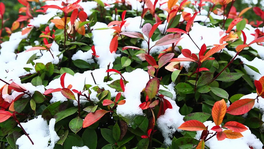 冬天唯美雪景绿叶红花落满了雪视频