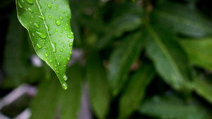 秋天雨水寒露树叶上的水滴24秒视频