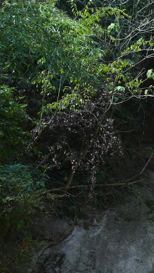 湖南5A级旅游景区崀山骑马爬山欣赏风景的游客慢镜头升格素材旅游素材63秒视频