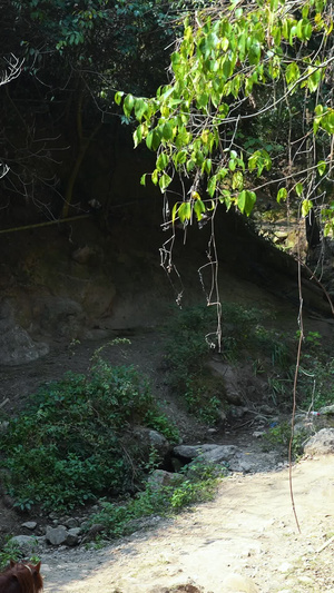 湖南5A级旅游景区崀山骑马爬山欣赏风景的游客慢镜头升格素材旅游素材63秒视频