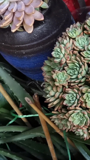 实拍盆栽小植物多肉植物21秒视频