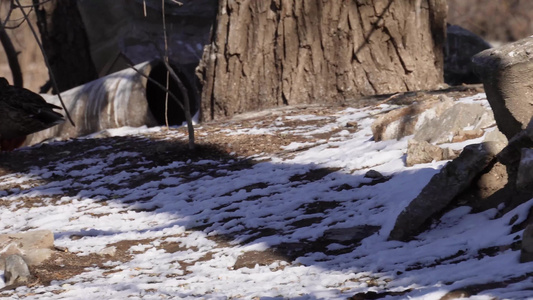 冬季结冰湖面上的水禽鸭子鸳鸯天鹅视频