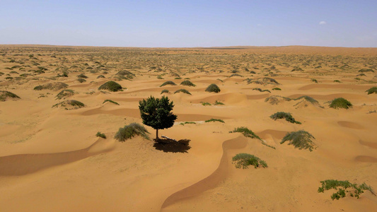 航拍腾格里沙漠生长的树视频