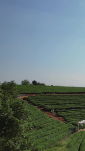 航拍乡村农业茶叶采摘园素材乡村素材视频