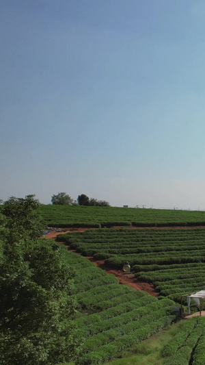 航拍乡村农业茶叶采摘园素材乡村素材57秒视频
