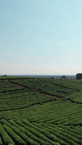 航拍乡村农业茶叶采摘园素材农业素材视频