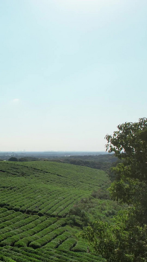 航拍乡村农业茶叶采摘园素材农业素材57秒视频