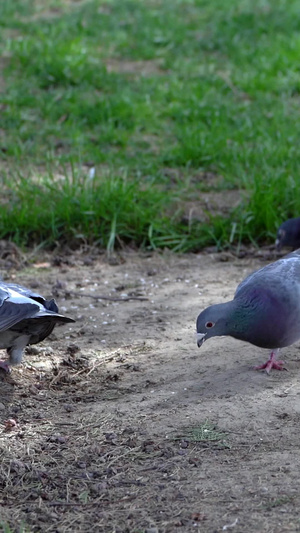 实拍鸽子吃东西28秒视频