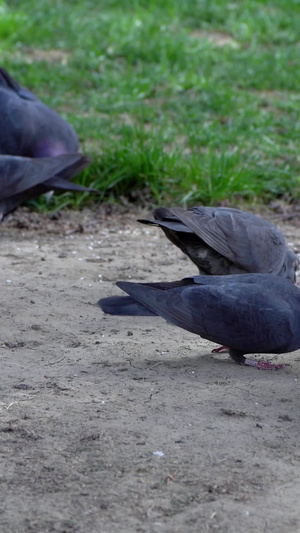 实拍鸽子吃东西28秒视频