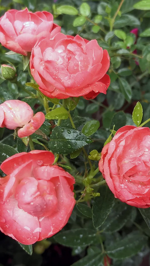 实拍月季花14秒视频