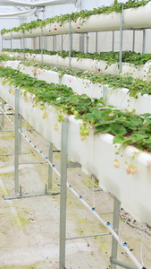 草莓种植大棚绿色科技视频