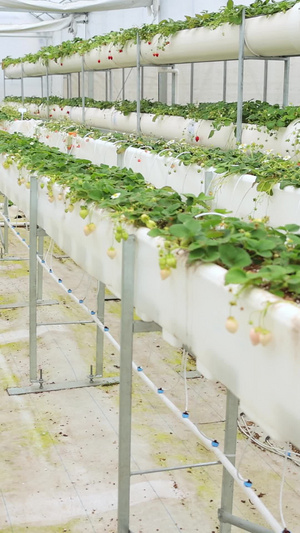 草莓种植大棚绿色科技12秒视频