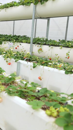 草莓种植大棚农业科技12秒视频