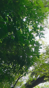 森林公园空镜自然氧吧视频