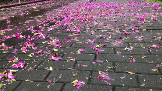 雨后掉落的花瓣视频