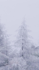 实拍唯美森林冰雪银装素裹白雪弥漫视频