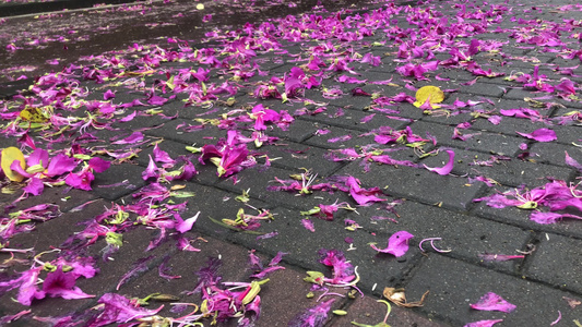 雨后掉落的花瓣视频