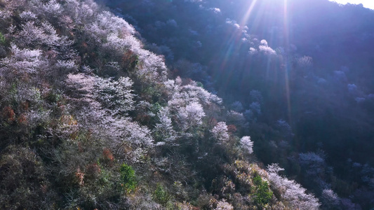 浙江磐安东川樱花野樱谷风景航拍合集视频