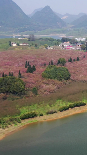 贵州平坝万亩樱花林春季风光平坝农场30秒视频