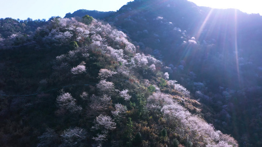 初春山谷野樱花航拍视频