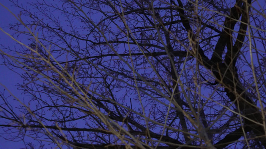 冬季夜晚天空树枝恐怖凄凉枯枝树木视频