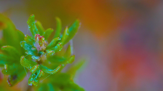 植物霜降大寒小寒立冬节气视频