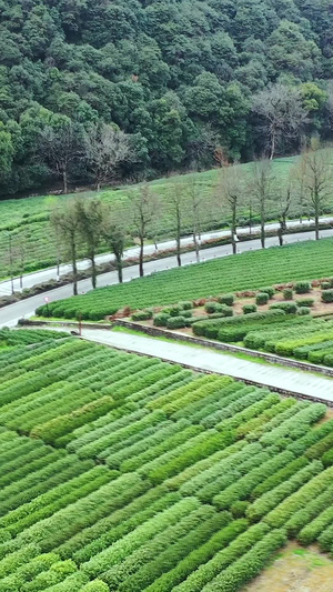 多角度近景航拍春季茶田种植园茶树合集素材龙井茶46秒视频