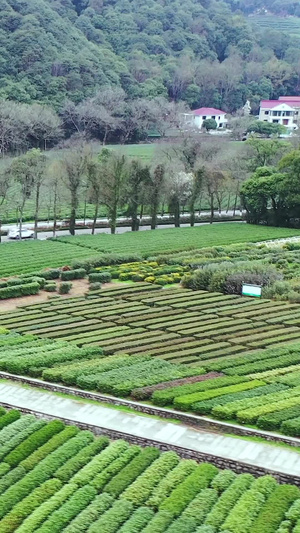 多角度近景航拍春季茶田种植园茶树合集素材龙井茶46秒视频