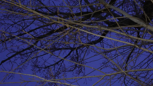 冬季夜晚天空树枝恐怖凄凉枯枝树木视频