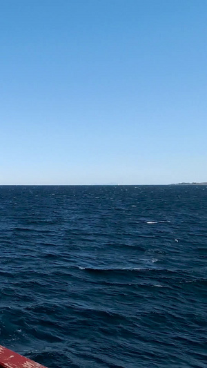 跨海游轮行驶在海上漫天飞舞的海鸥视频素材风平浪静16秒视频