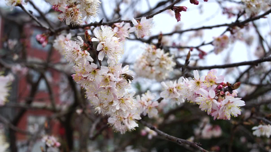 树上桃花盛开视频