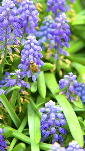 蜜蜂在花丛中采蜜百花盛开视频