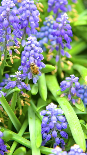 蜜蜂在花丛中采蜜百花盛开28秒视频