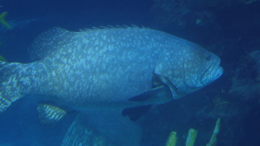 动物园海底世界巨型深海鱼类 视频