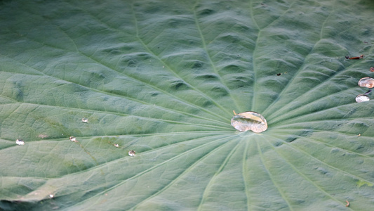 夏日水面漂流的荷叶上的一滴水珠水滴特写[藕叶]视频