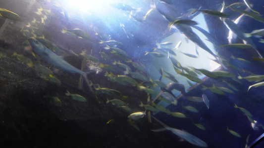 动物园海底世界巨型深海鱼类 视频