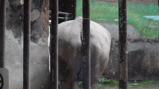 动物园里的白犀牛视频
