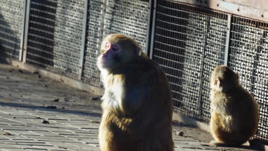 动物园里的猴子赤猴猴山视频