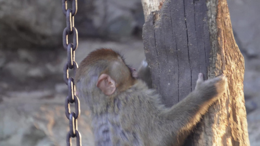 动物园里的猴子赤猴猴山视频