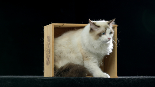 躲在木箱中的可爱布偶猫视频