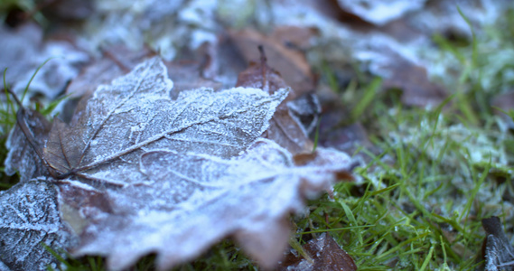 冰冻的树叶实物拍摄视频4k视频