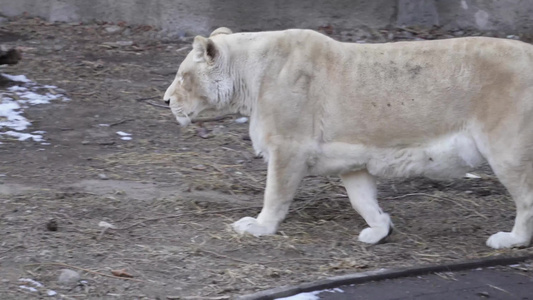 动物园里的母狮子白狮子散步视频